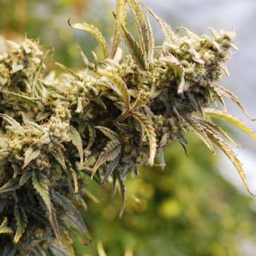 Насіння коноплі Auto Amnesia Lemon Feminised Silver - 500 шт